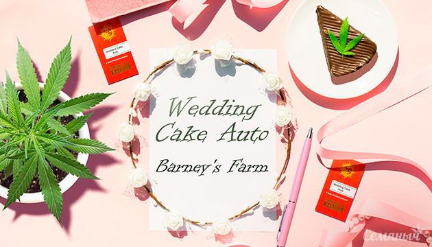 Выращивание сорта Wedding Cake Auto от Barney's Farm