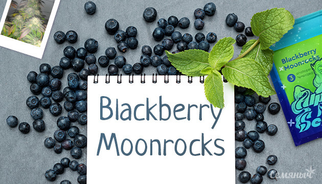 Гроурепорт сорта Blackberry Moonrocks fem от Семяныча
