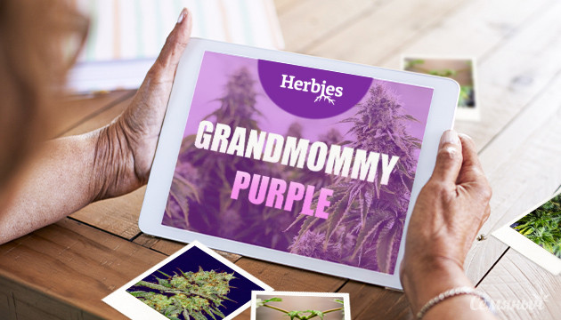 Гроурепорт сорта Grandmommy Purple