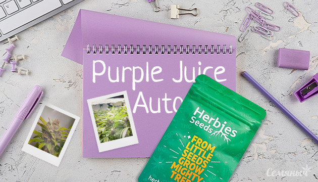Выращивание сорта Purple Juice Auto fem на гидропонике