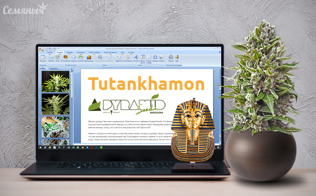 Гроурепорт сорта конопли Tutankhamon от Pyramid Seeds