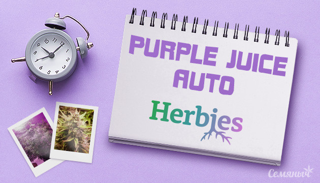 Гроурепорт сорта Purple Juice Auto fem от Herbies Seeds