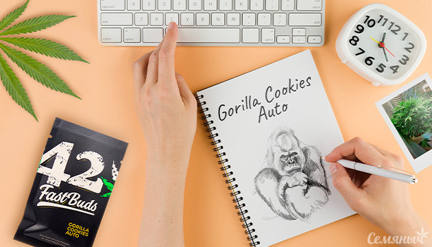 Гроурепорт сорта Gorilla Cookies Auto