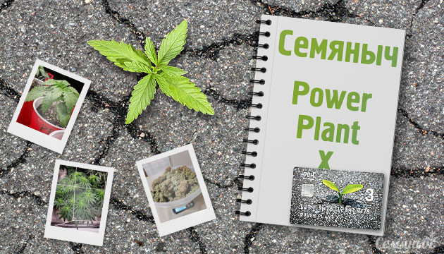 Отчет о выращивании сорта Power Plant X от сидбанка Семяныч