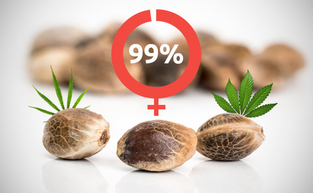 Сатива и Индика Феминизированные семена сативы и индики