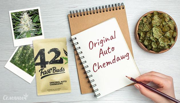 Гроурепорт сорта Original Auto Chemdawg от FastBuds