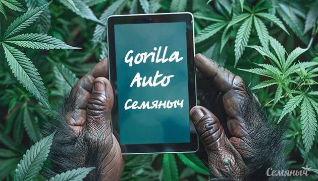 Гроурепорт Gorilla Auto fem от Семяныча