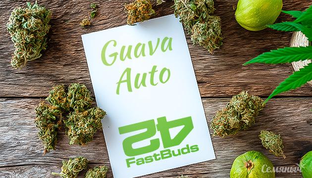 Гроурепорт сорта Guava Auto от FastBuds