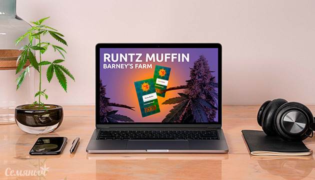 Выращивание сорта Runtz Muffin от Barney's Farm